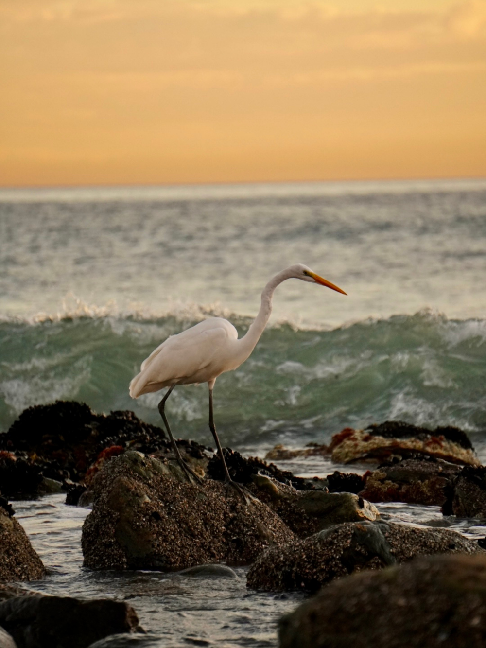 a white bird is standing on some rocks