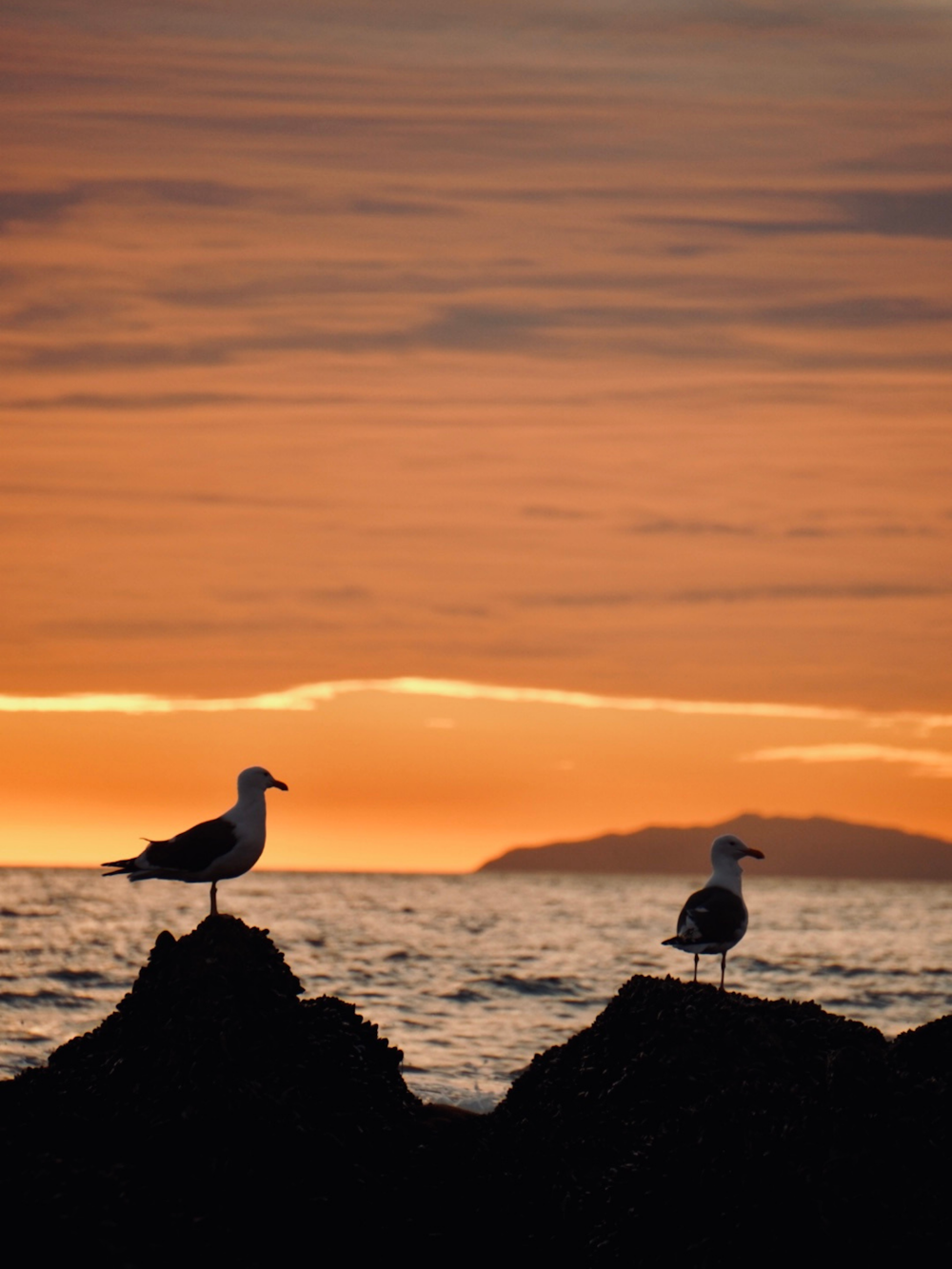 two seagulls standing on a rock in front of a sunset