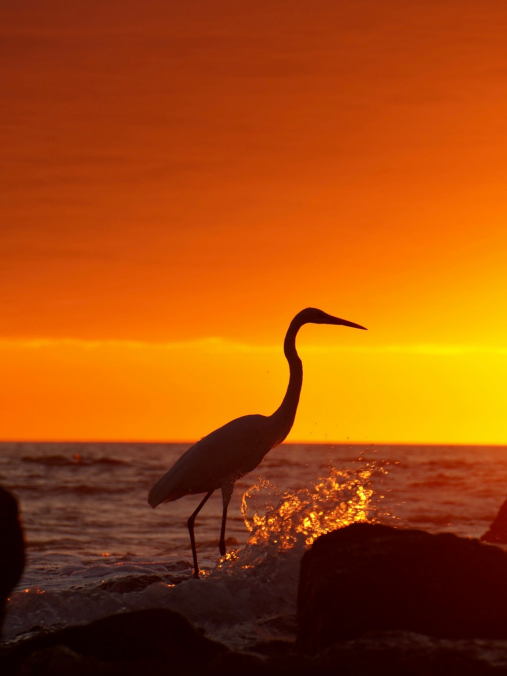 Un grand oiseau debout au sommet d’un rocher près de l’océan