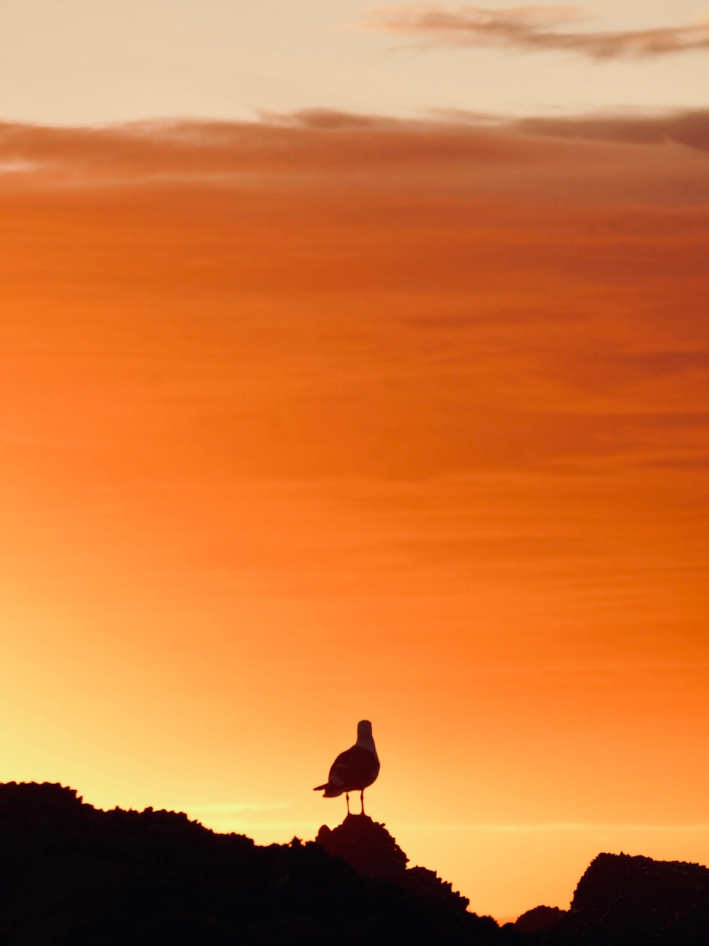 a bird sitting on top of a hill at sunset