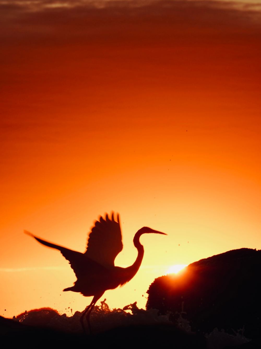 Un oiseau volant devant un coucher de soleil