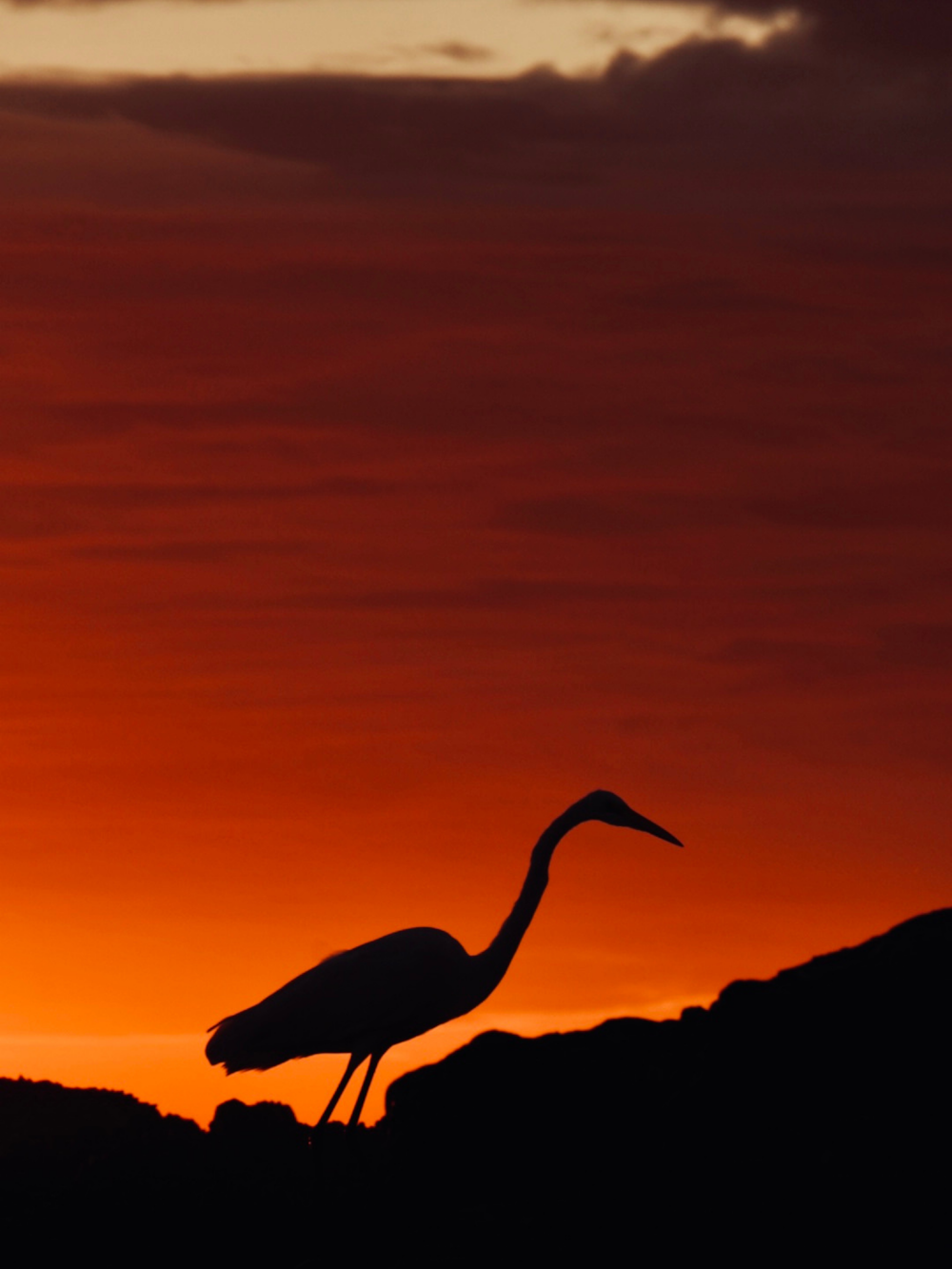 un grand oiseau debout au sommet d’une colline