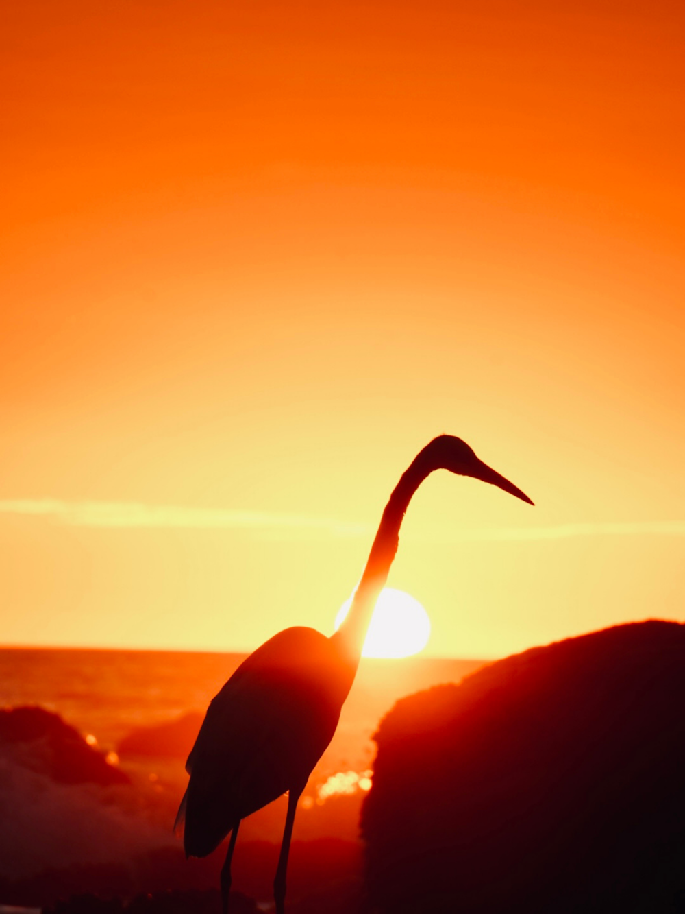 a large bird standing on top of a beach next to the ocean