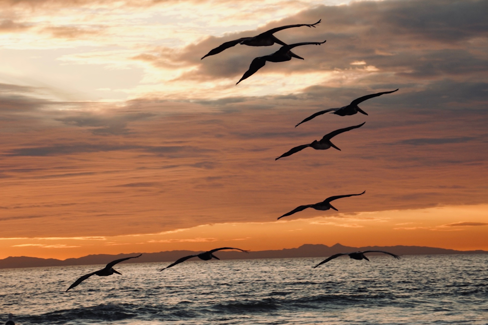 a flock of birds flying over the ocean at sunset