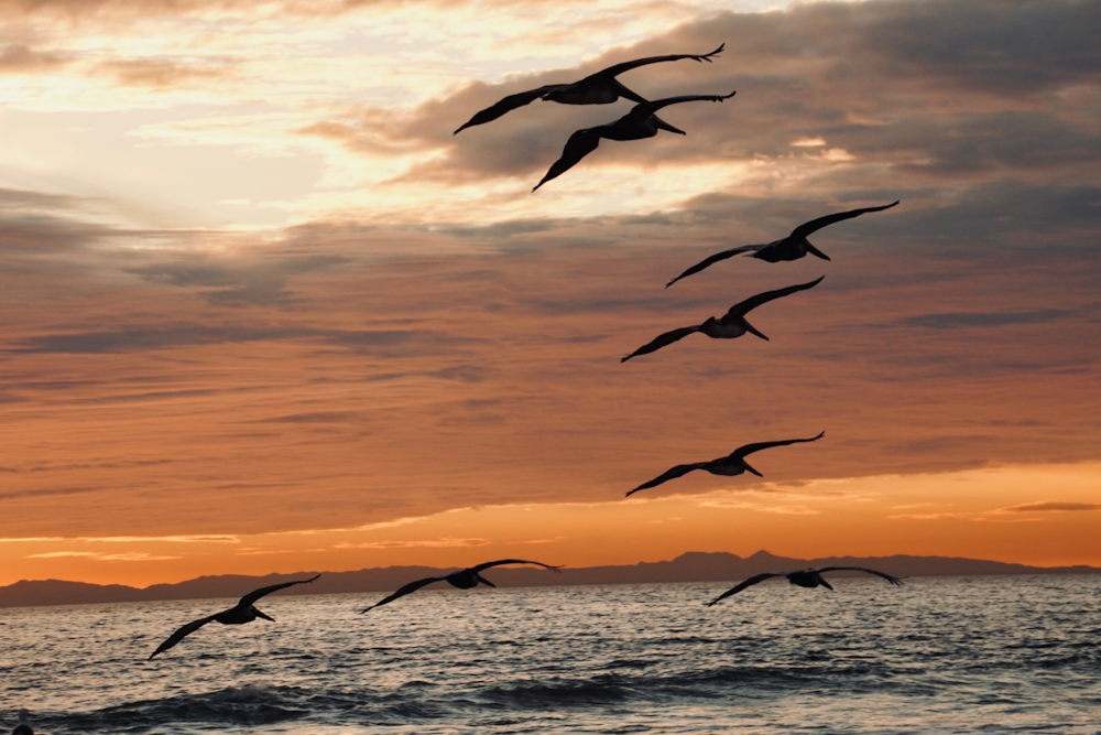 Uno stormo di uccelli che sorvolano l'oceano al tramonto