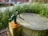 A vintage metal water pump is attached to a concrete surface, surrounded by tall green plants. The background shows a street with parked cars and a brick building. The pump is weathered, featuring a curved handle and mounted on a rust-stained base.