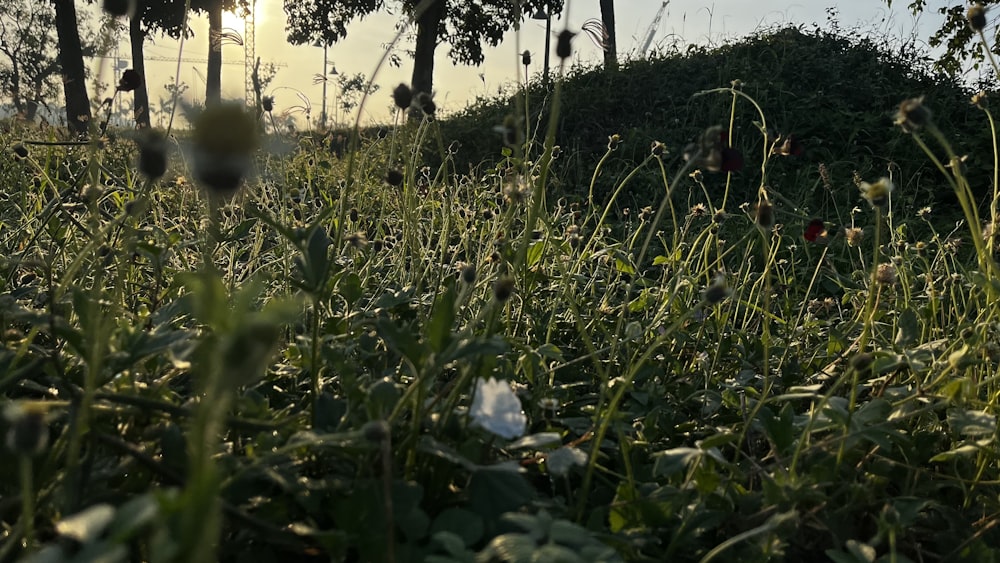 a grassy field with trees in the background