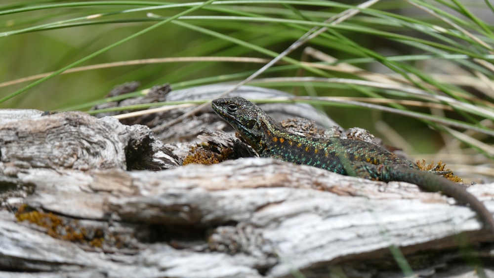 a lizard sitting on top of a wooden log