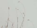 Sparse, dry grass stalks rise against a plain, muted background. The thin, delicate stems have small tufts at their ends, creating a minimalistic and serene composition.