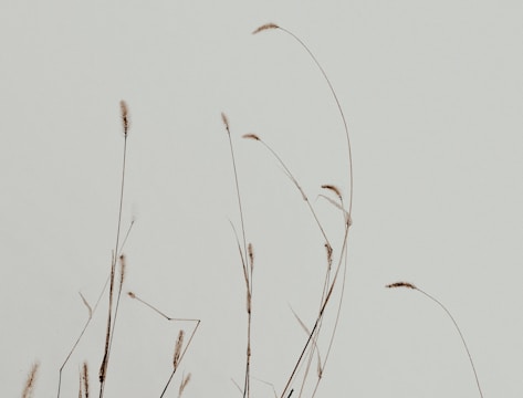 Sparse, dry grass stalks rise against a plain, muted background. The thin, delicate stems have small tufts at their ends, creating a minimalistic and serene composition.
