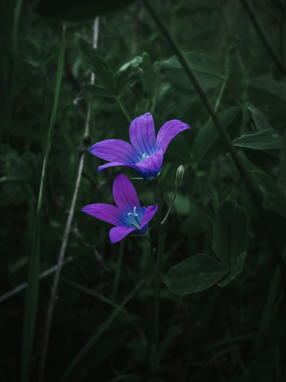 two purple flowers in a field of green grass