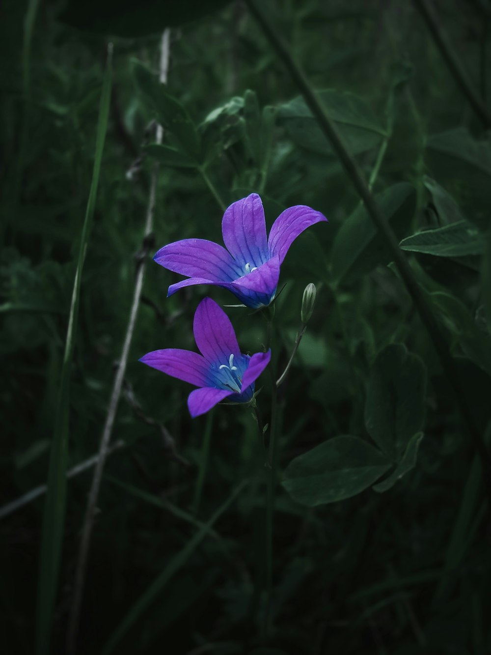 Dos flores púrpuras en un campo de hierba verde