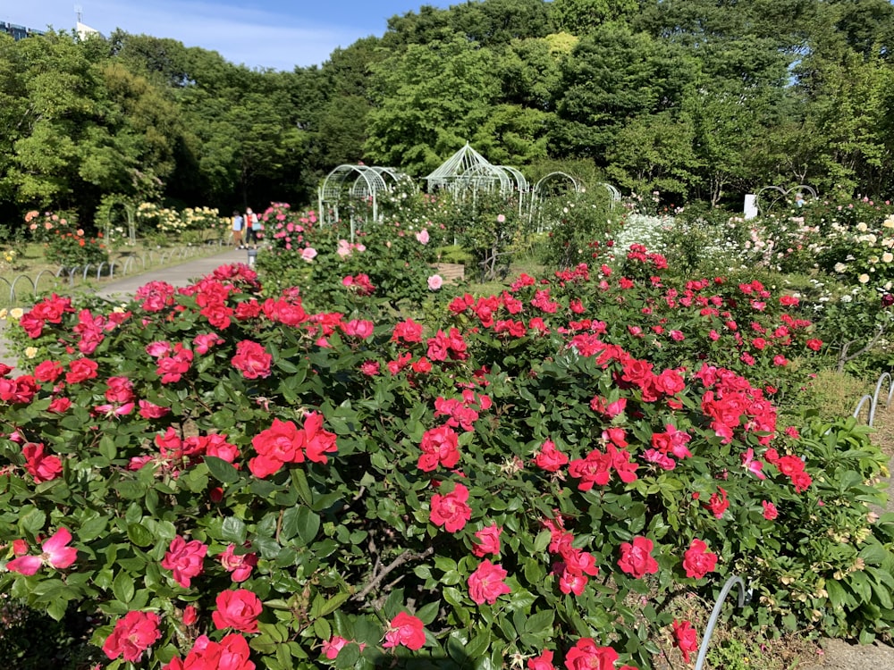 Un jardín lleno de muchas flores rosadas