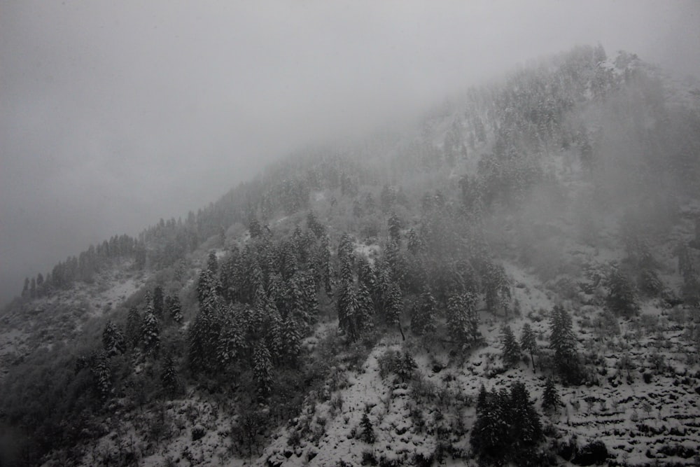 a mountain covered in snow with trees on it