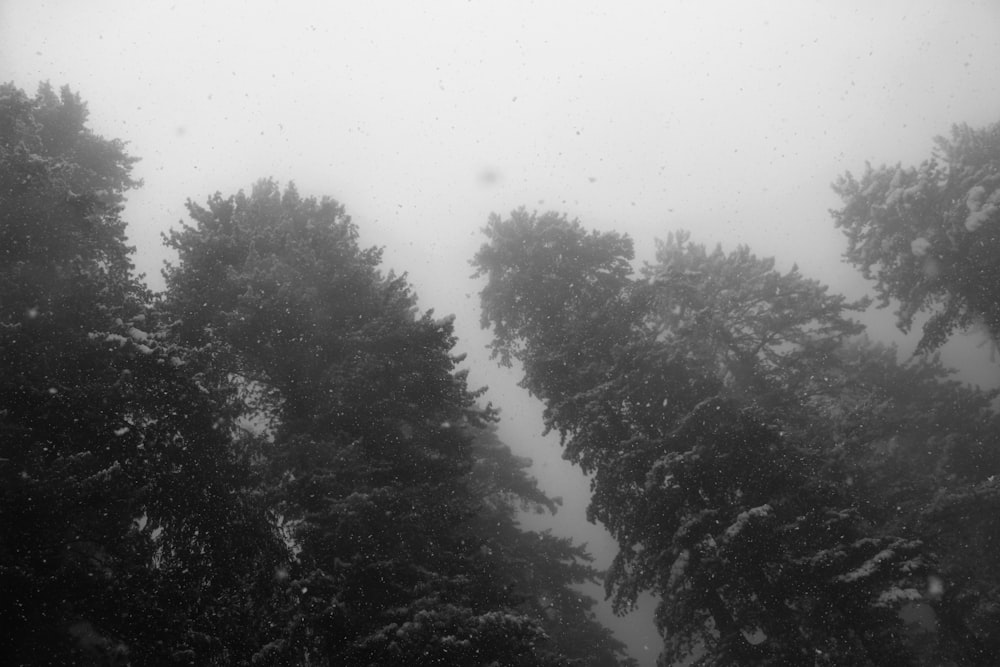 a black and white photo of trees in the snow