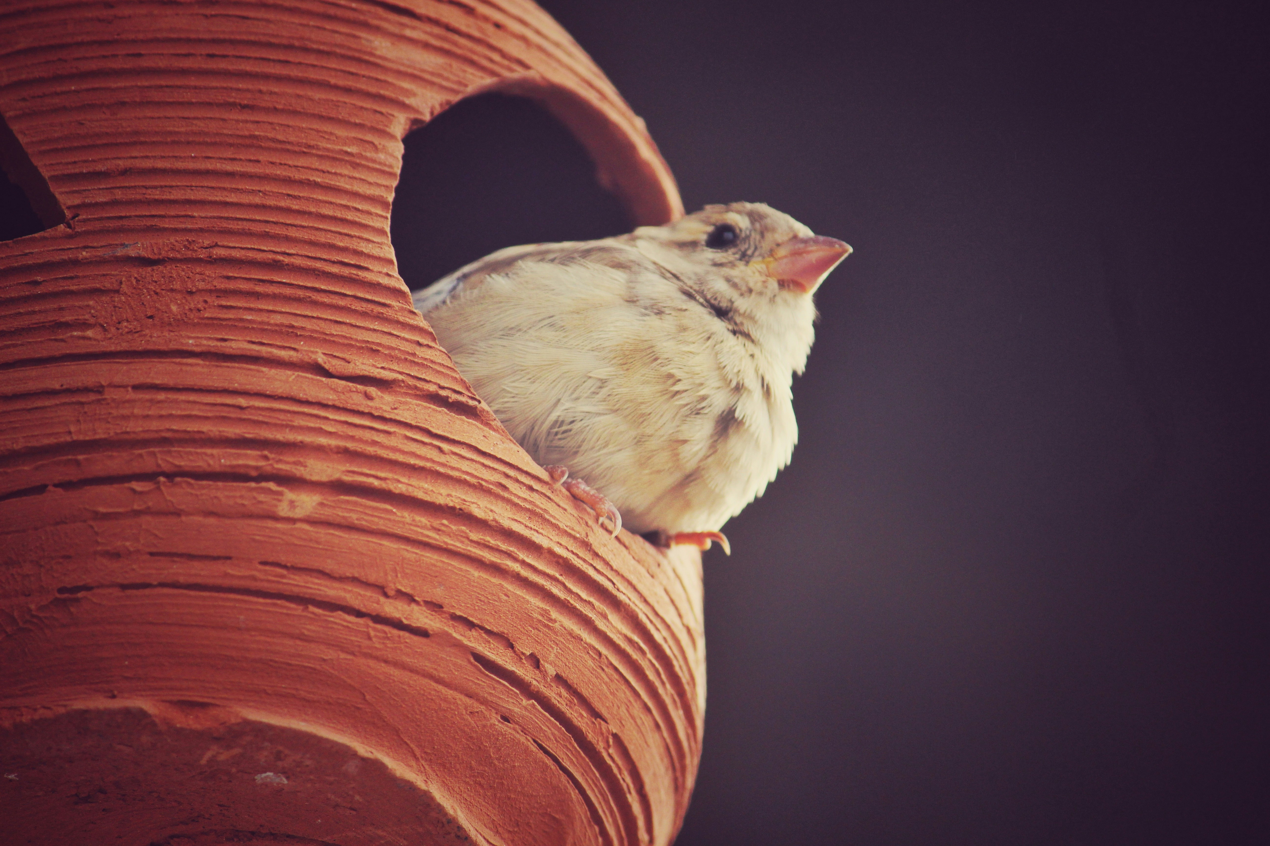 a small bird perched on top of a red vase