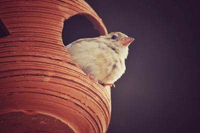 a small bird perched on top of a red vase