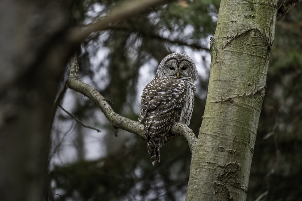 an owl perched on a tree branch in a forest