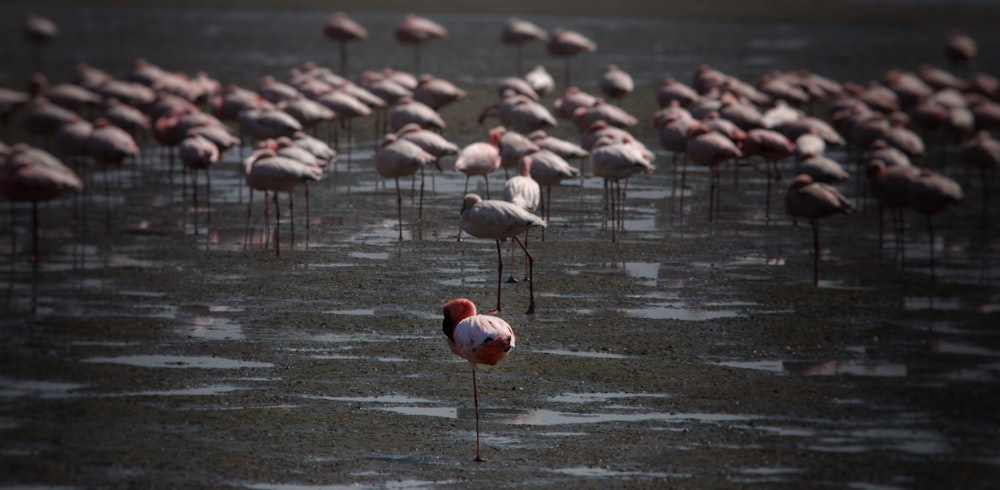 a flock of flamingos standing on top of a body of water