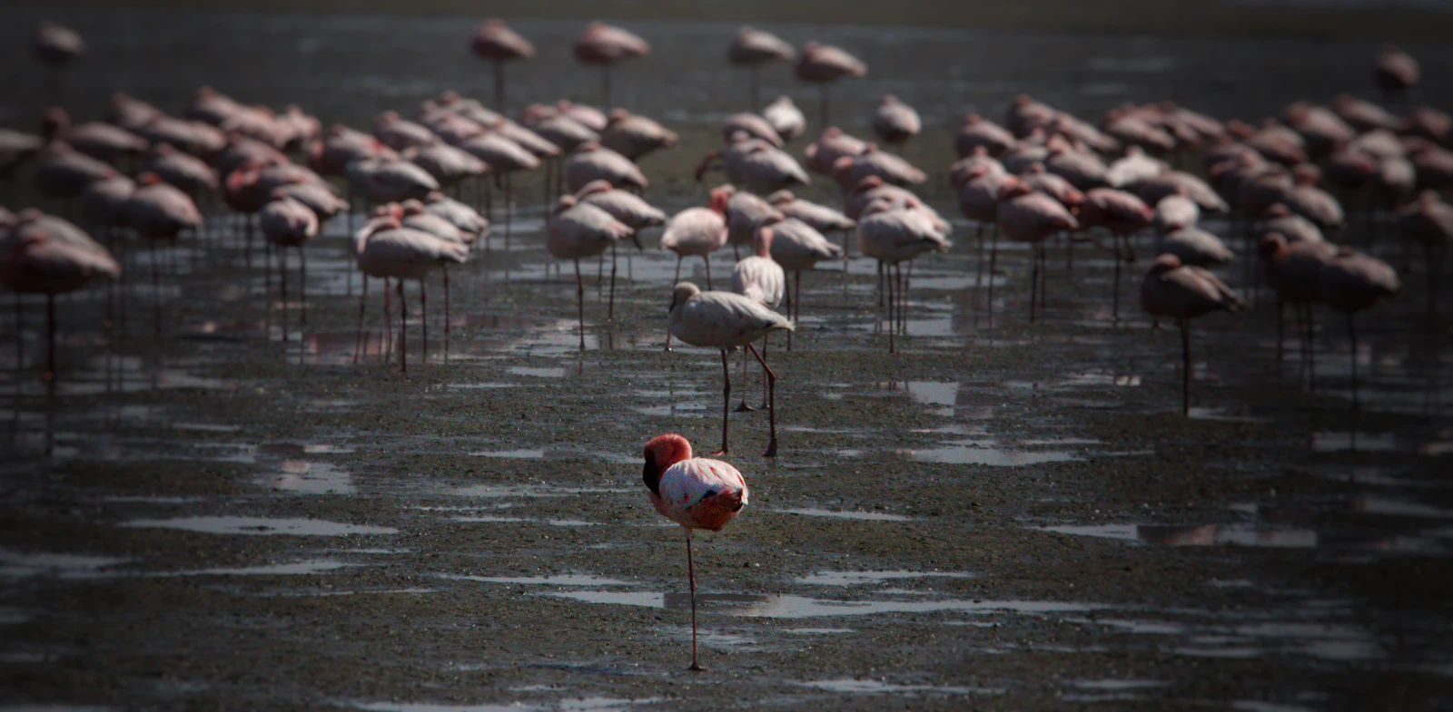 Flock of flamingos standing in shallow water