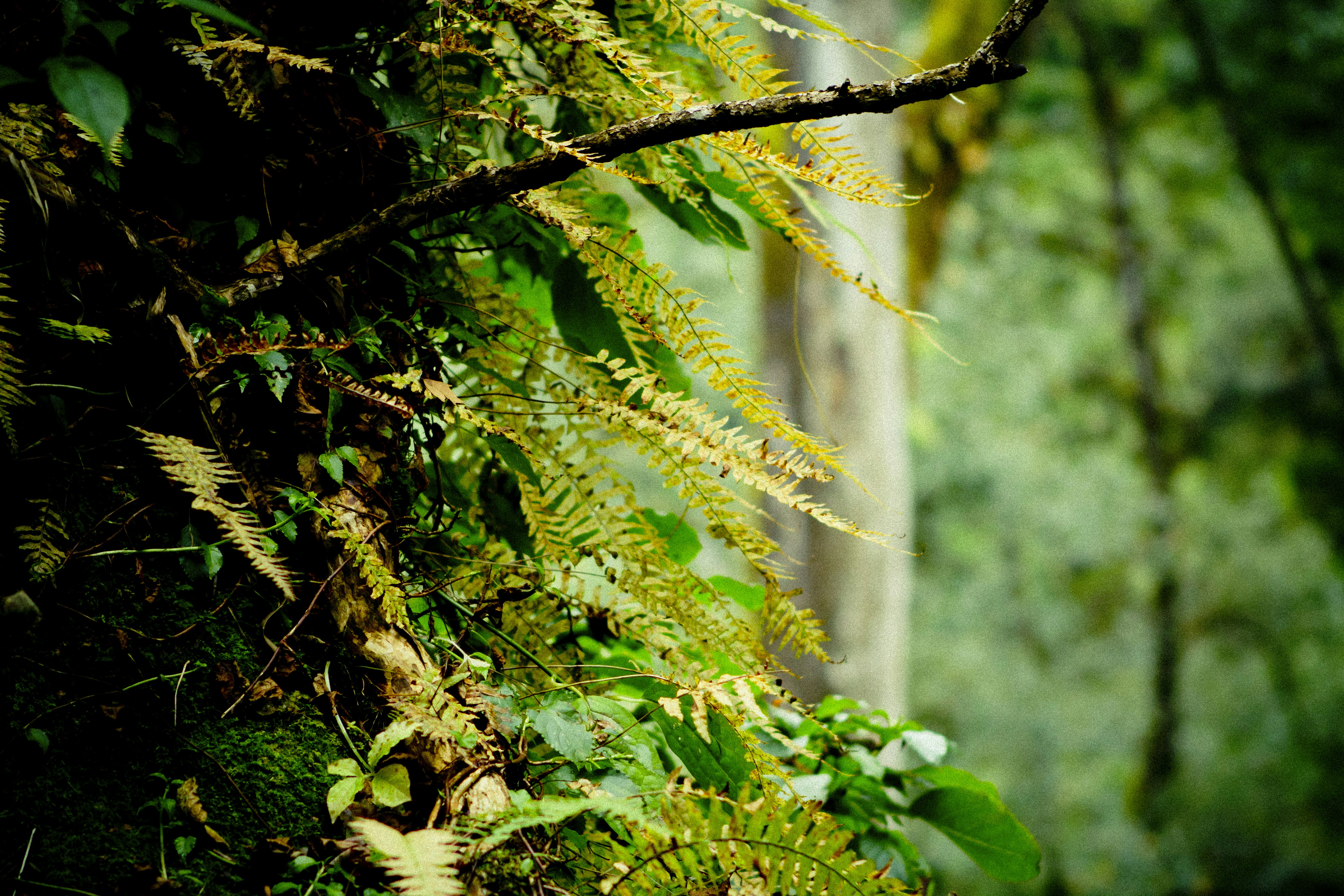 Photo by raimondklavins