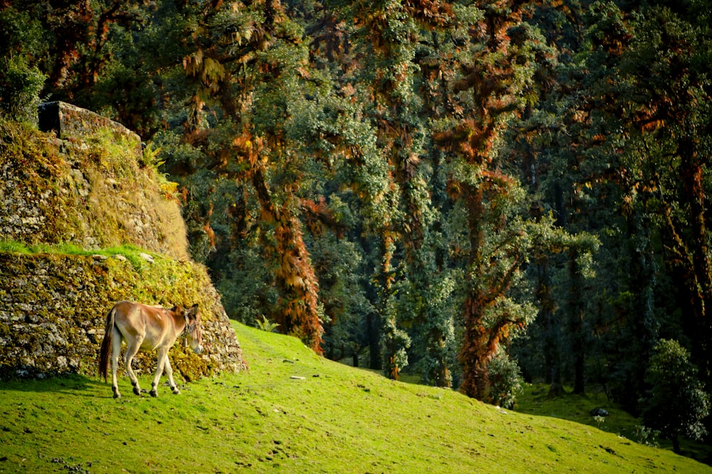 a deer standing on a lush green hillside
