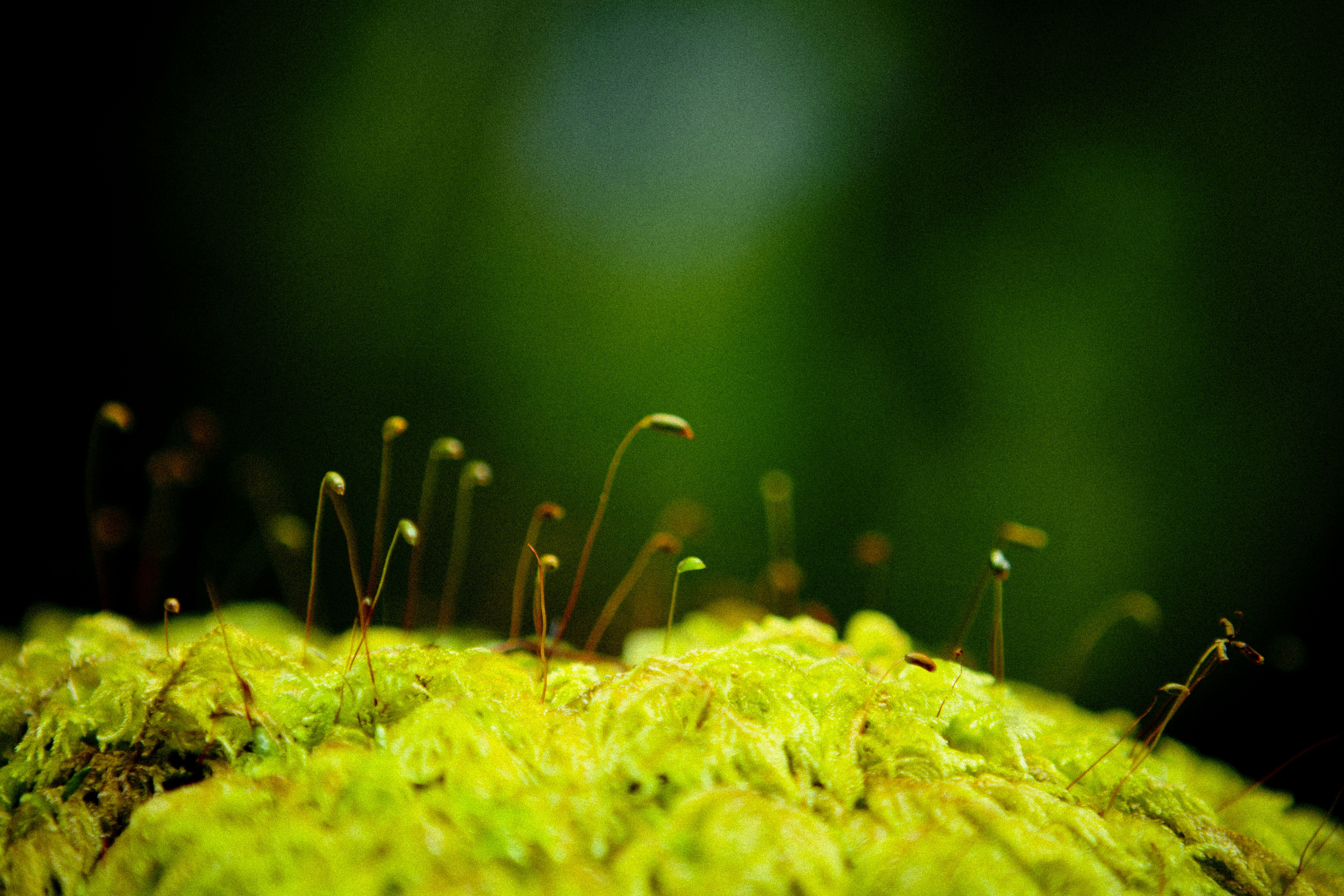 Photo by raimondklavins