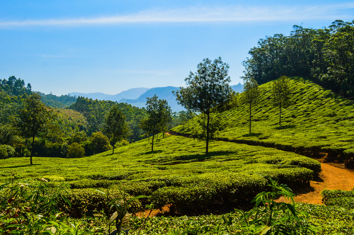 Lush green hillside in Kerala hill country