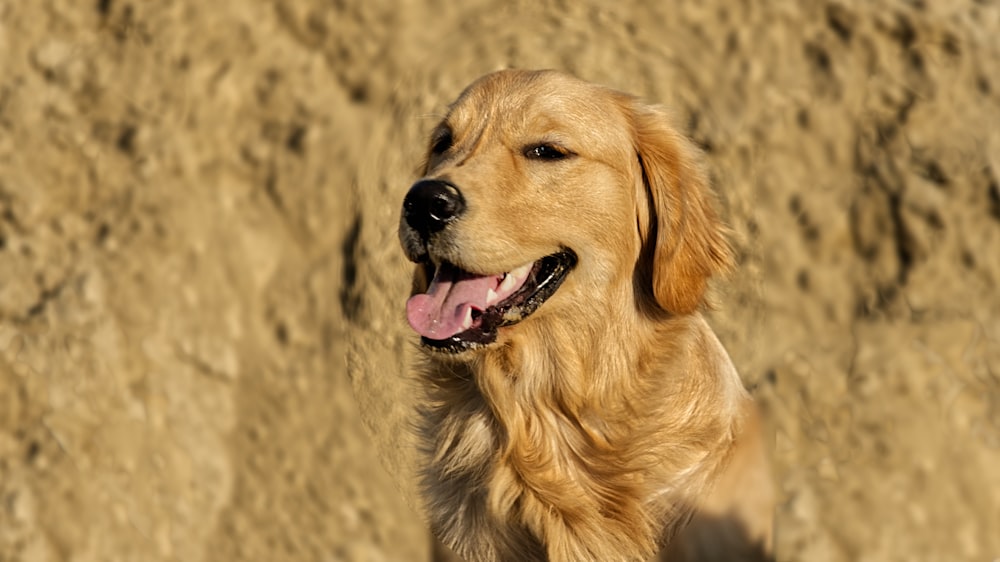 a close up of a dog on a dirt ground