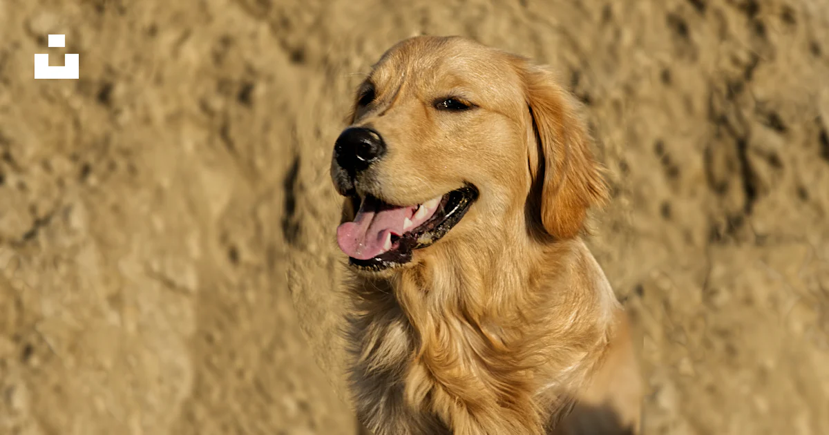 Foto Un primer plano de un perro en un suelo de tierra – Imagen India ...