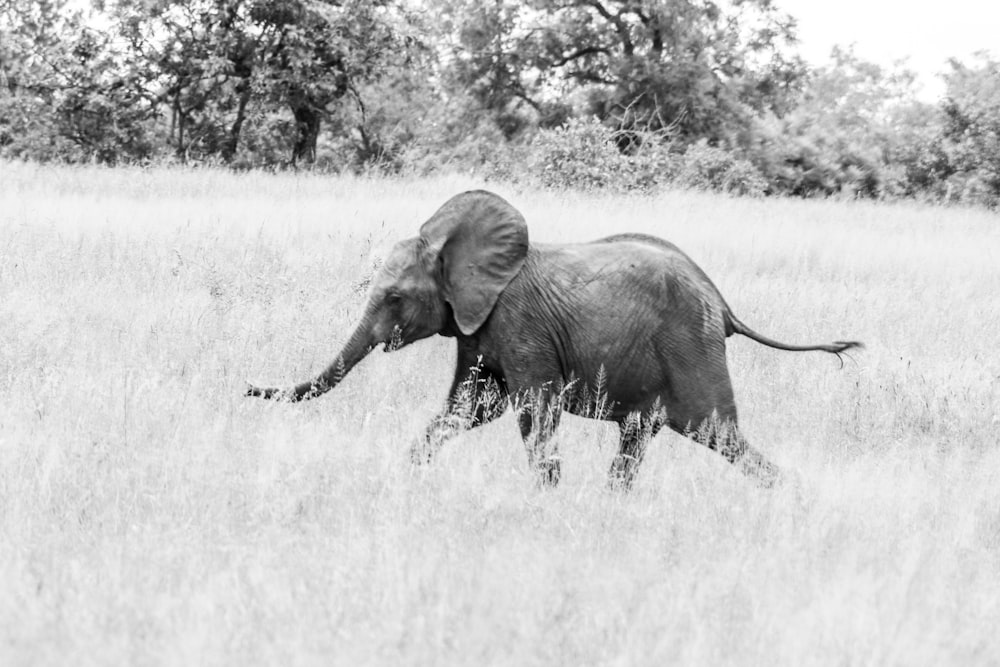 a tall brown elephant walking through a grassy field