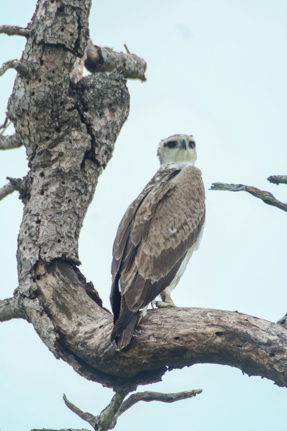 a large bird perched on a tree branch