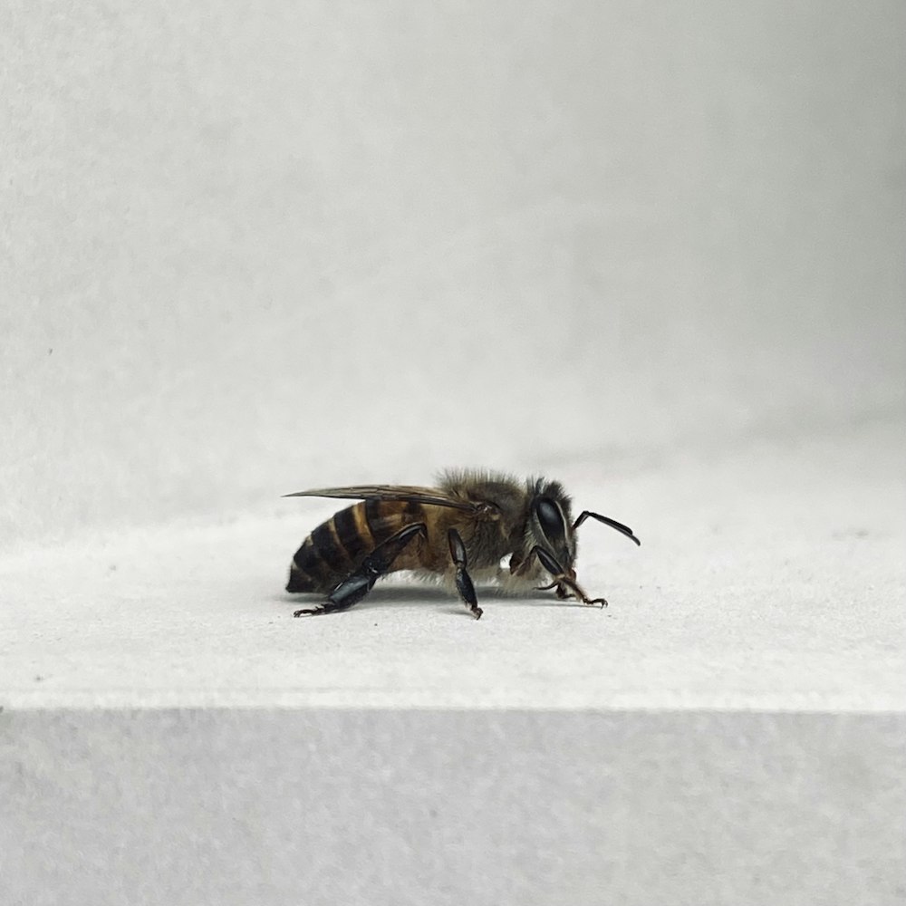 Un primer plano de una abeja sobre una superficie blanca