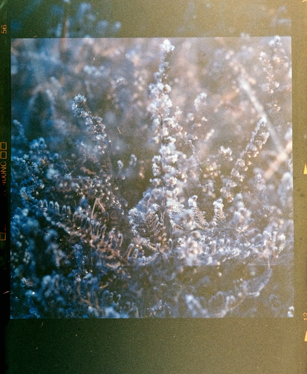 a polaroid picture of a plant with frost on it