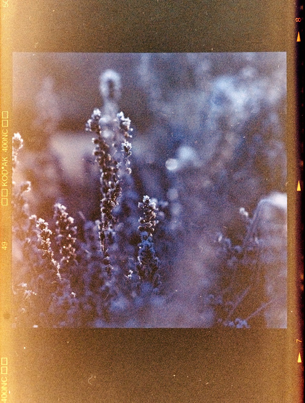 a polaroid picture of a plant with snow on it