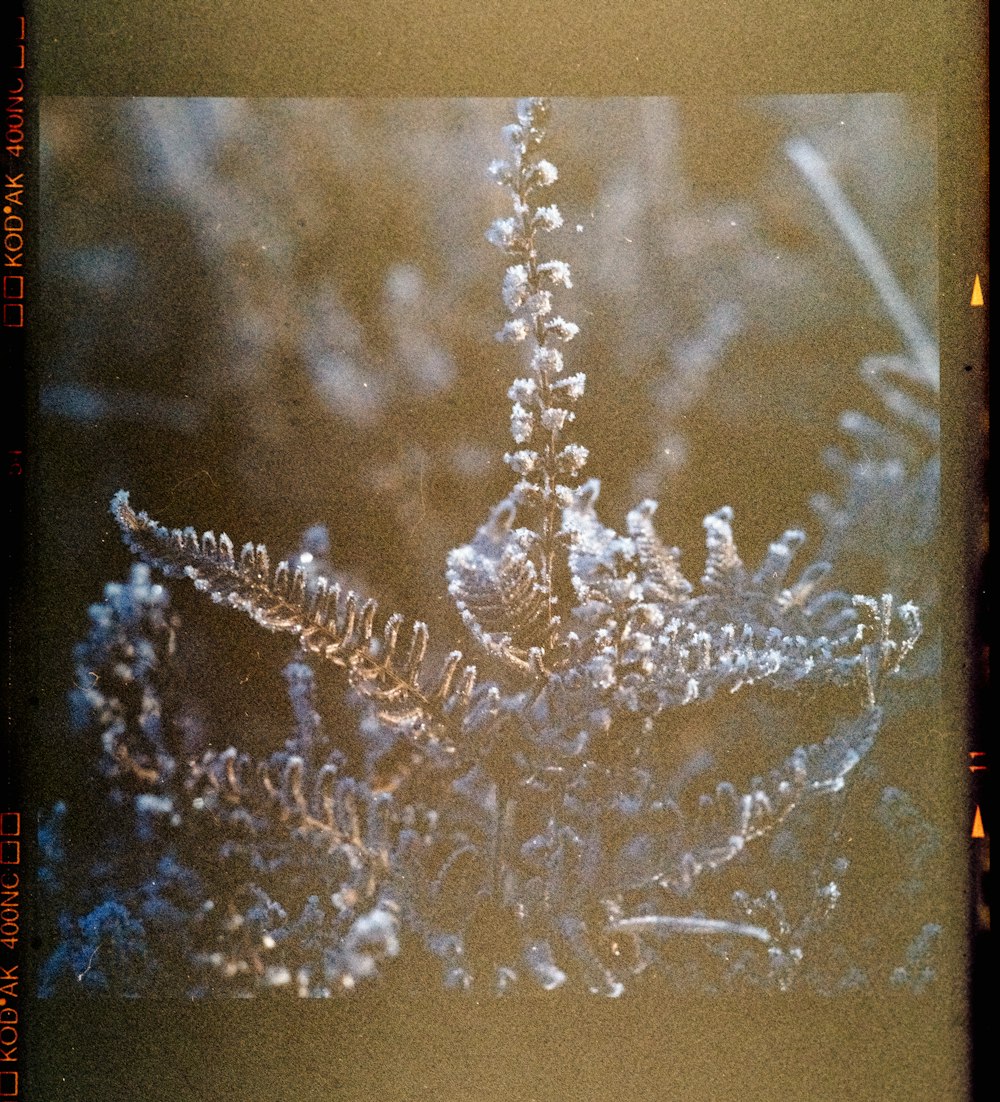 a close up of a snow flake on a polaroid