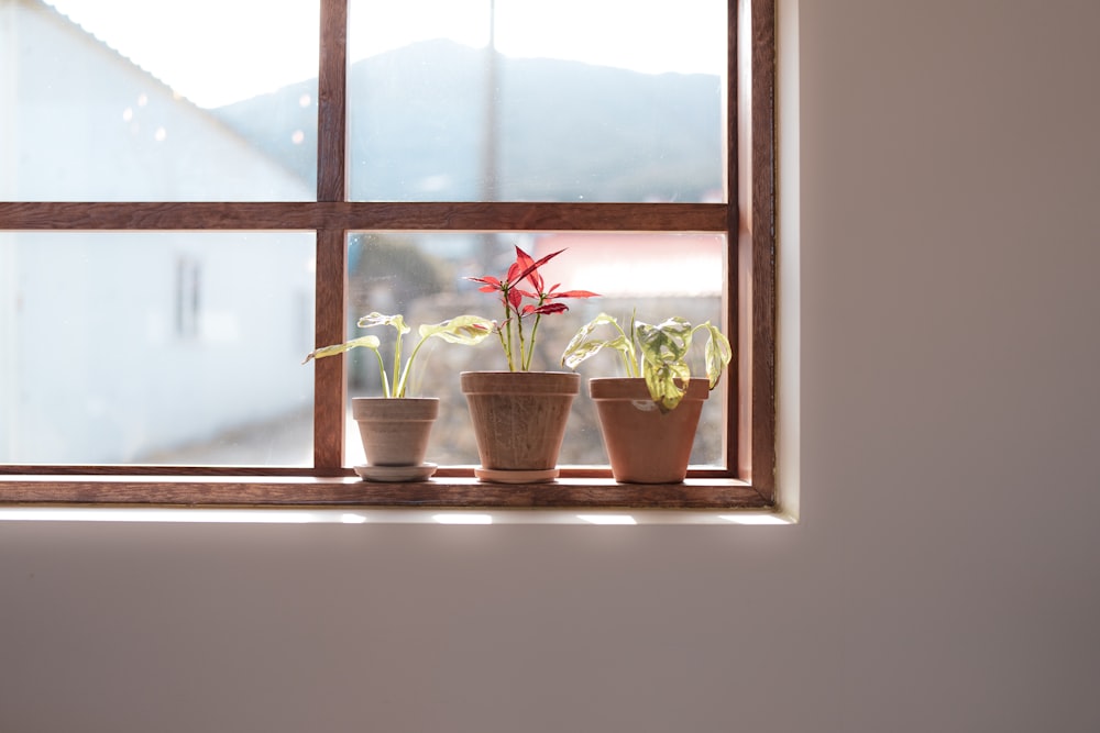 three potted plants sit on a window sill