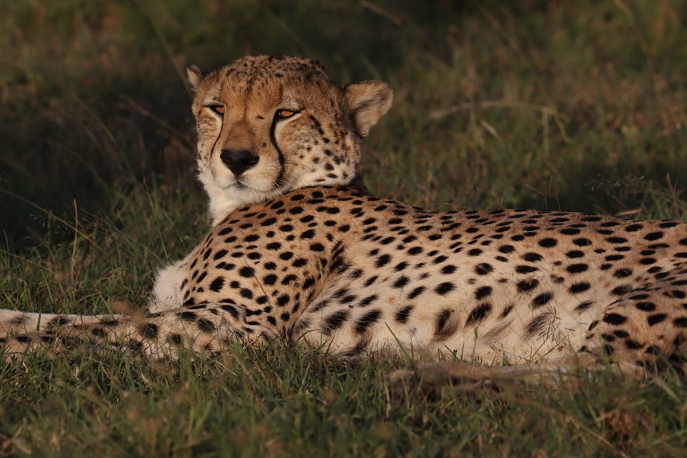 a cheetah laying in the grass with its eyes closed