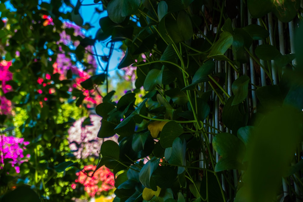 a close up of a vine on a fence