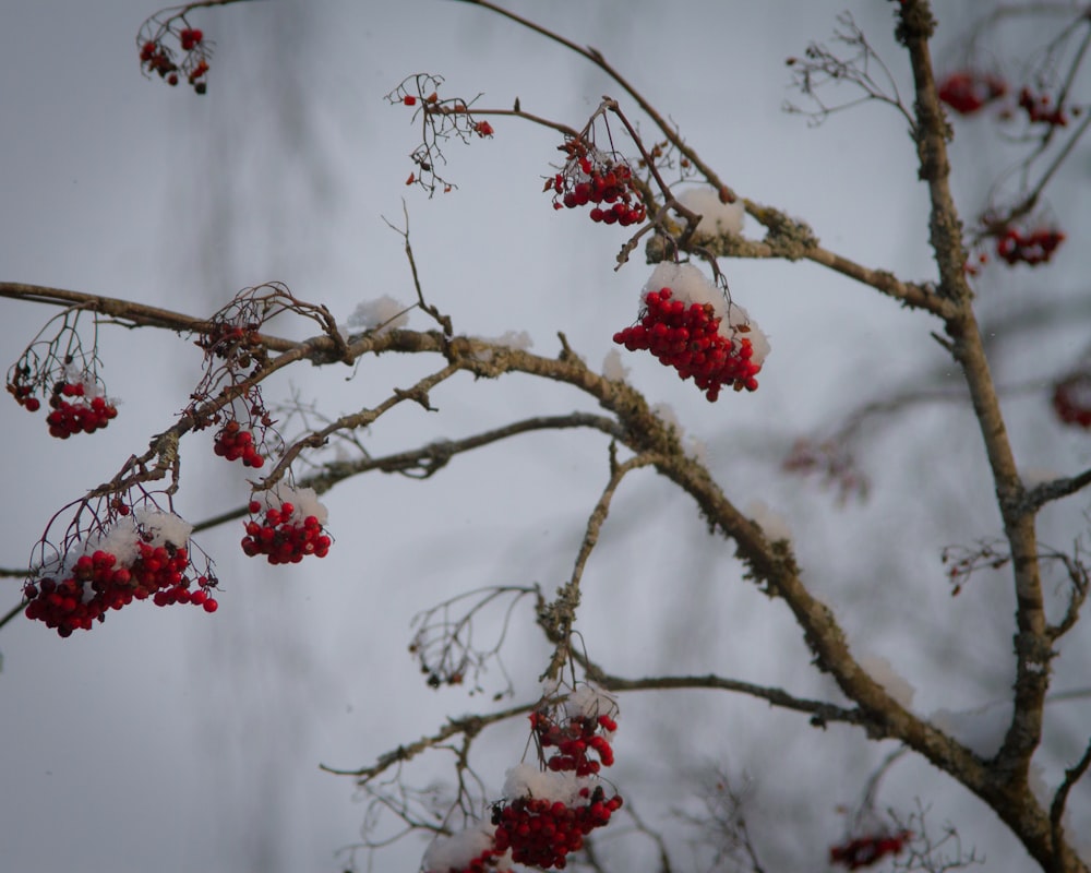 a tree with red berries and snow on it