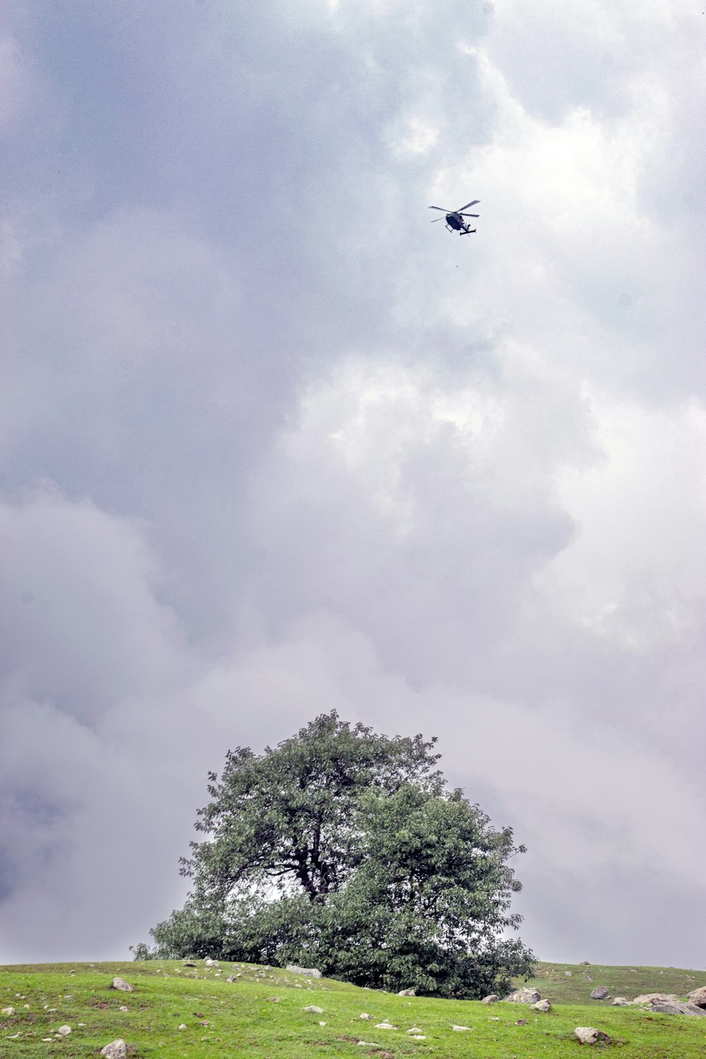 Un avión sobrevolando un árbol en un día nublado