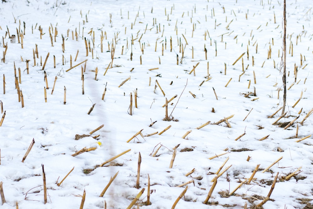 a field covered in snow next to a forest