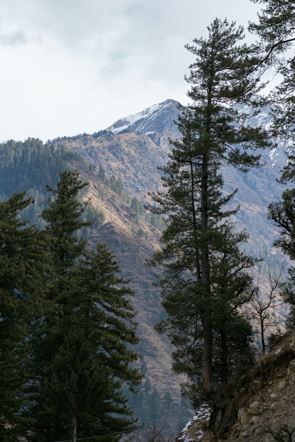 a view of a mountain with trees in the foreground