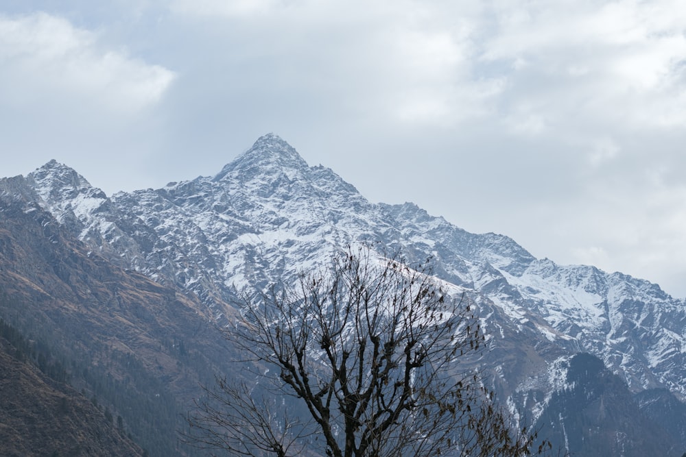 a snowy mountain with a tree in the foreground