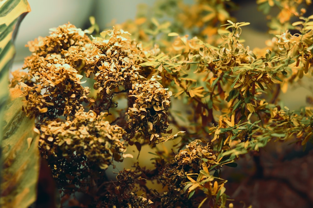 a close up of a plant with yellow flowers