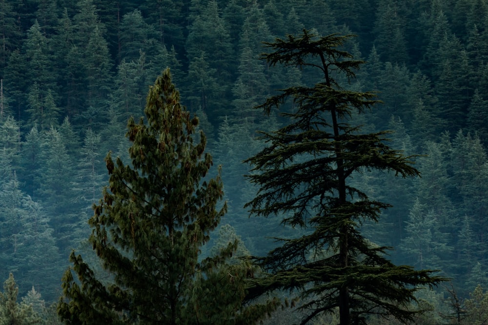 a forest filled with lots of tall green trees