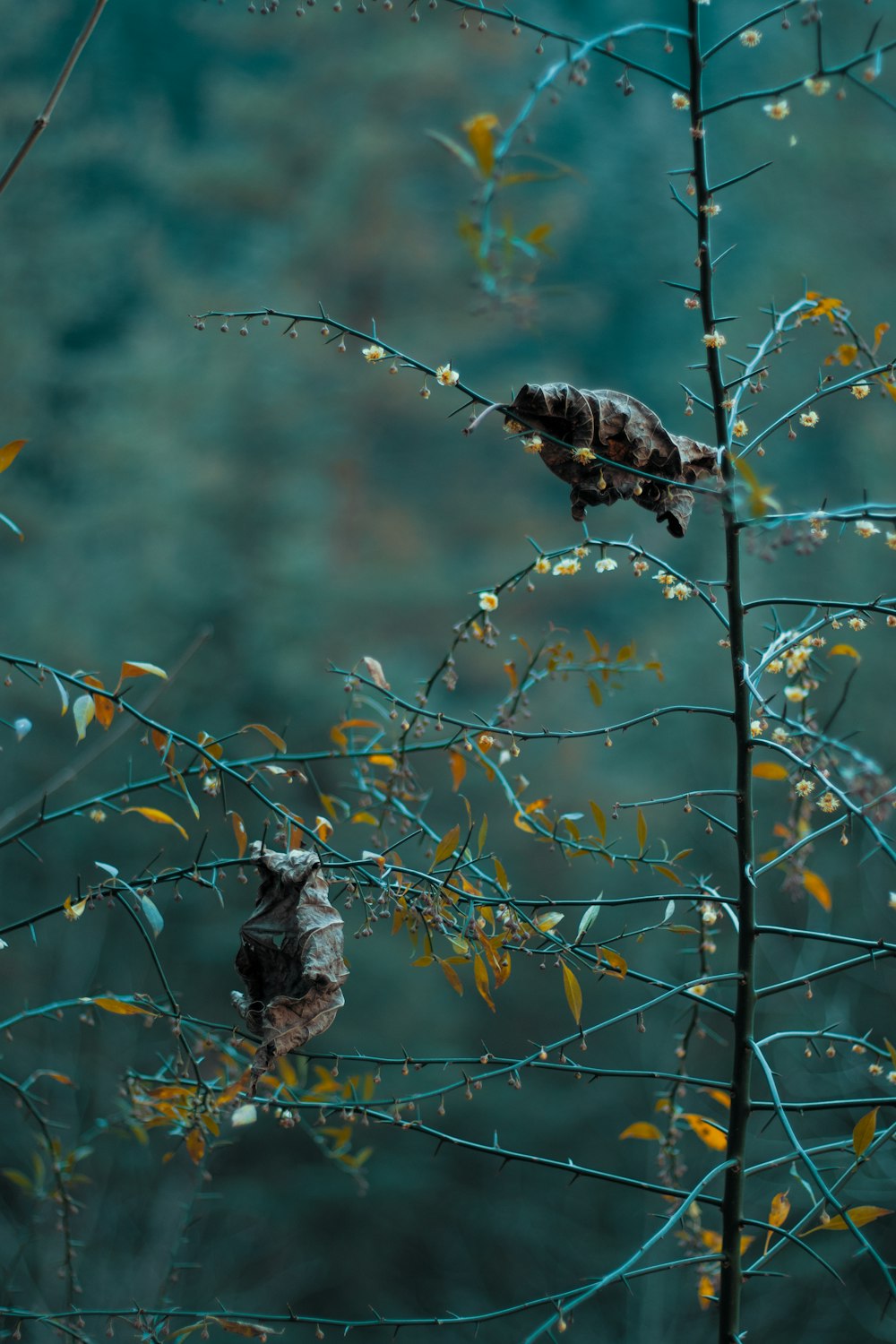 a couple of birds sitting on top of a tree