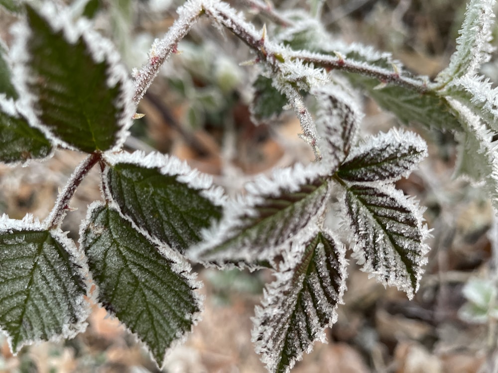 a close up of a leaf with frost on it