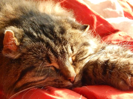 A fluffy cat is sleeping peacefully, stretched out on a red blanket with its eyes closed and face nestled comfortably. The cat's fur is a mix of brown and black stripes, and one of its ears is visible, slightly turned outward.