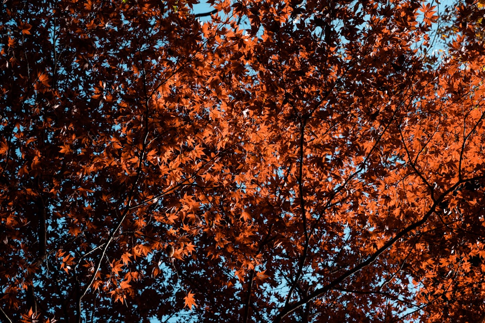 a tree with red leaves and a blue sky in the background